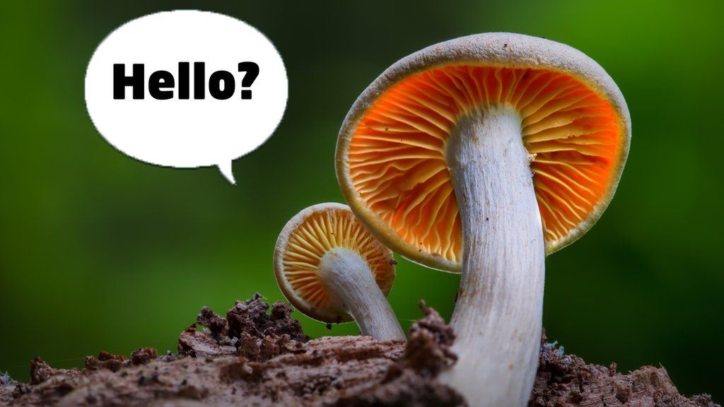 mushroom.