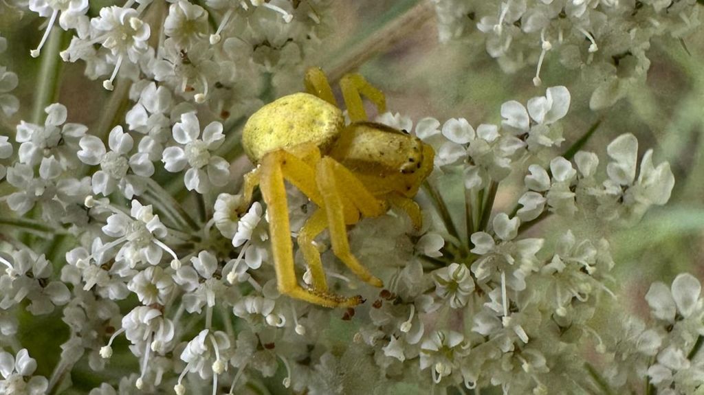 A yellow distinguished jumping spider on a white flower