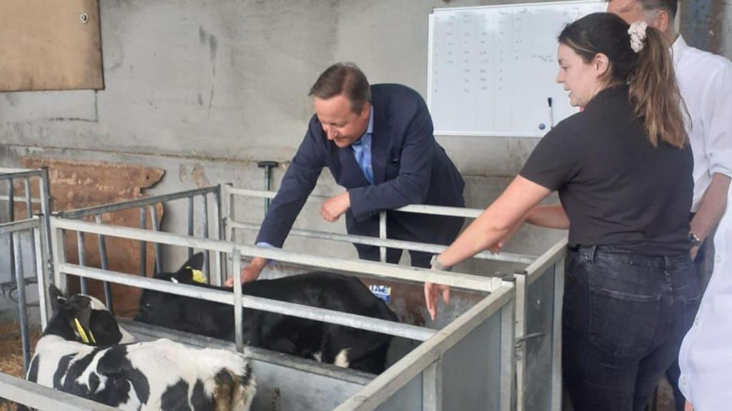 David Cameron meeting the calves at Curlew Fields Dairies