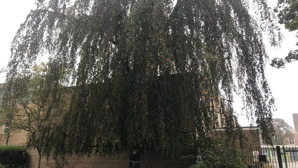 The Weeping Beech tree