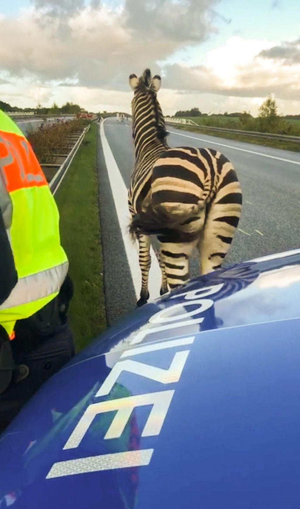 A zebra walks next to a police car on the A20 motorway on 2 October, 2019