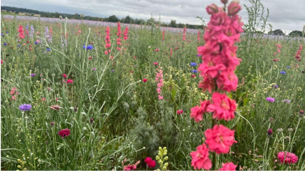 A field of wild flowers. Pink, blue, purple and yellow blooms mingle together in the mixed field.