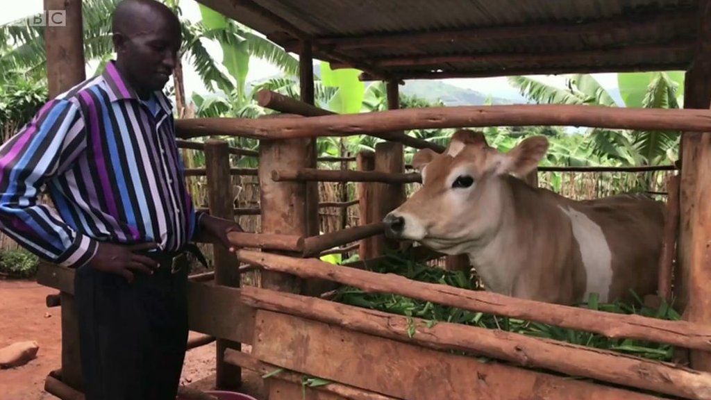 The Jersey cows making a difference in Rwanda