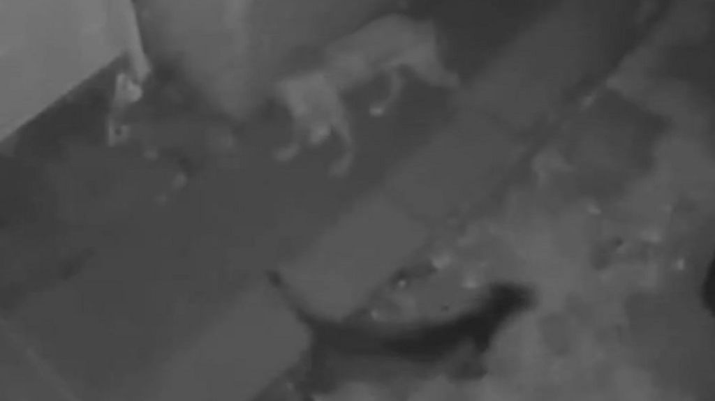 Black and white CCTV footage of a light coloured and a dark coloured dog roaming by a nearby property