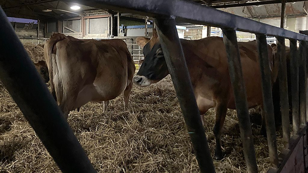 Cows in a barn listening to carols