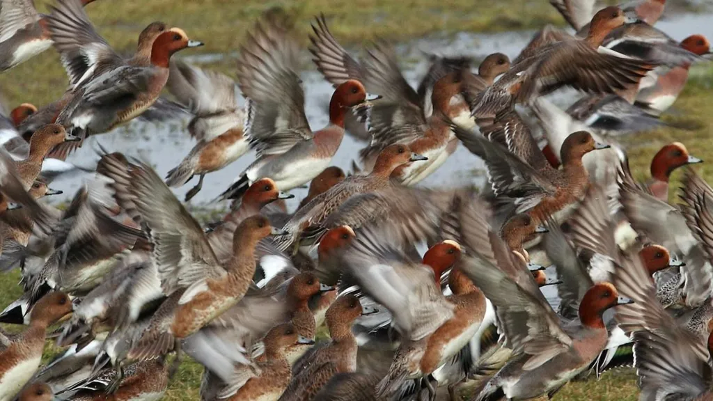 A flock of wigeon take flight over wet grassland. The small ducks are chestnut-coloured with outstretched brown wings.