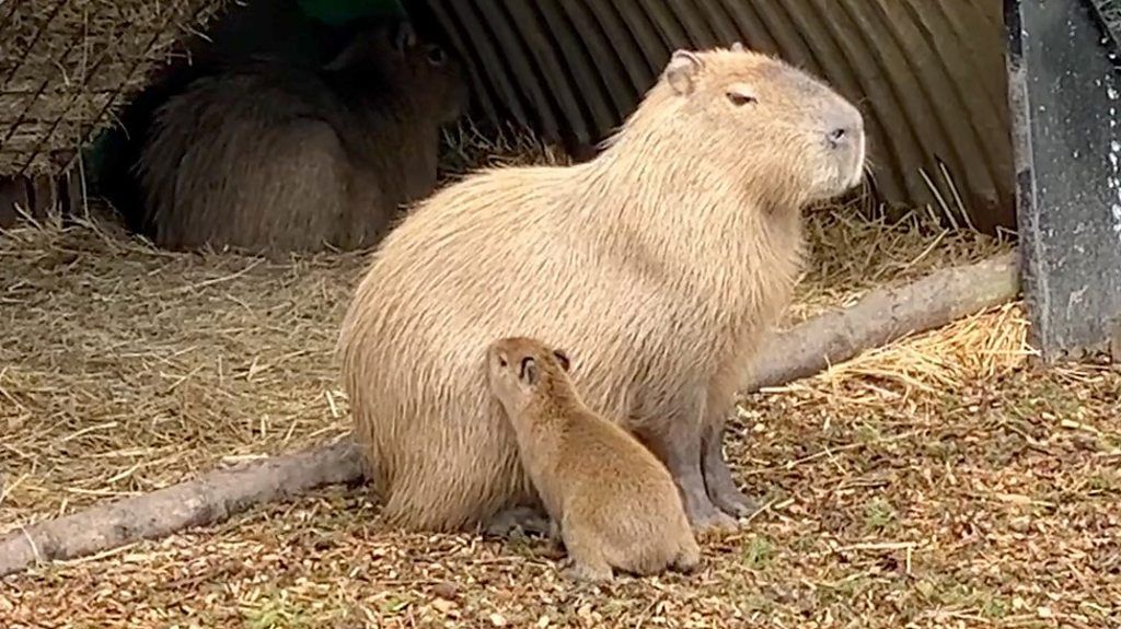 Capybara litter