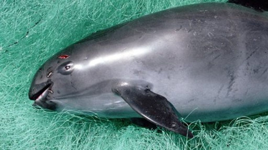 Rare Mexican porpoise faces 'imminent extinction'