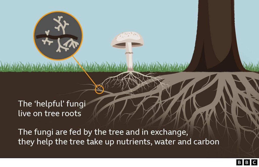 Иллюстрация, показывающая поперечное сечение полезных грибов, живущих на корнях деревьев