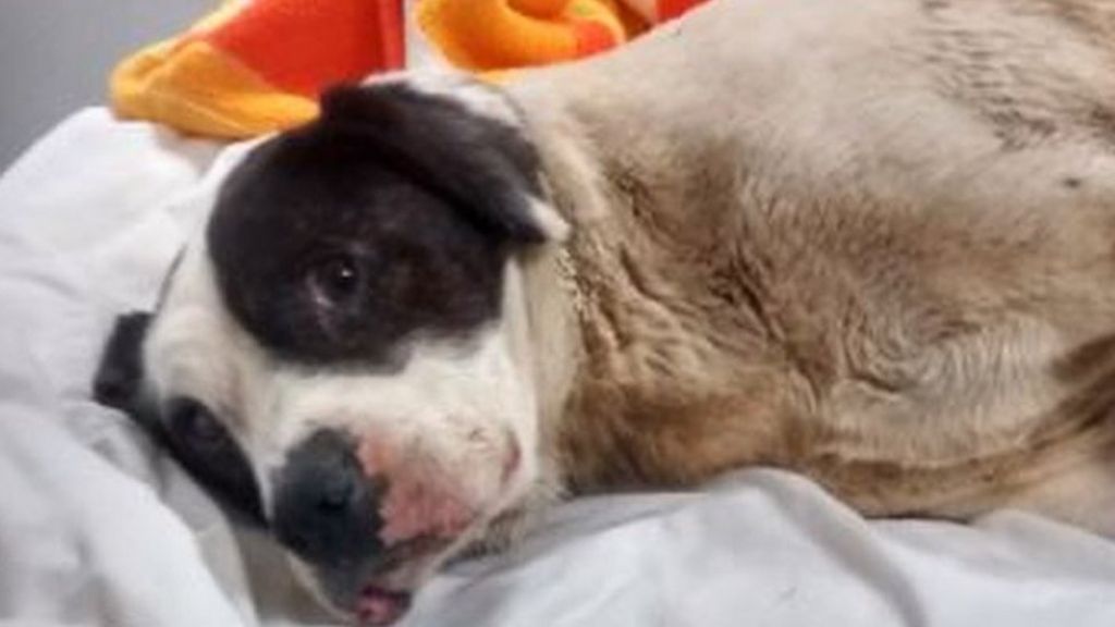 Bin-bag dog put down after being dumped 'like rubbish'