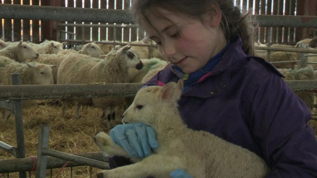 Child farmers help deliver lambs in lambing season - BBC Newsround