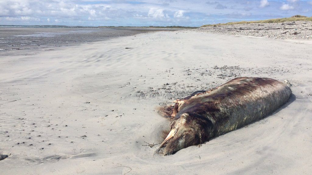 Cuvier's beaked whales on beach