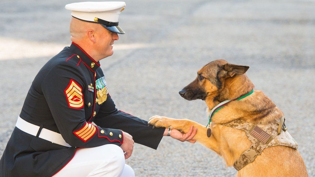 Retired US Marine Corps dog Lucca with her owner Gunnery Sergeant Chris Willingham