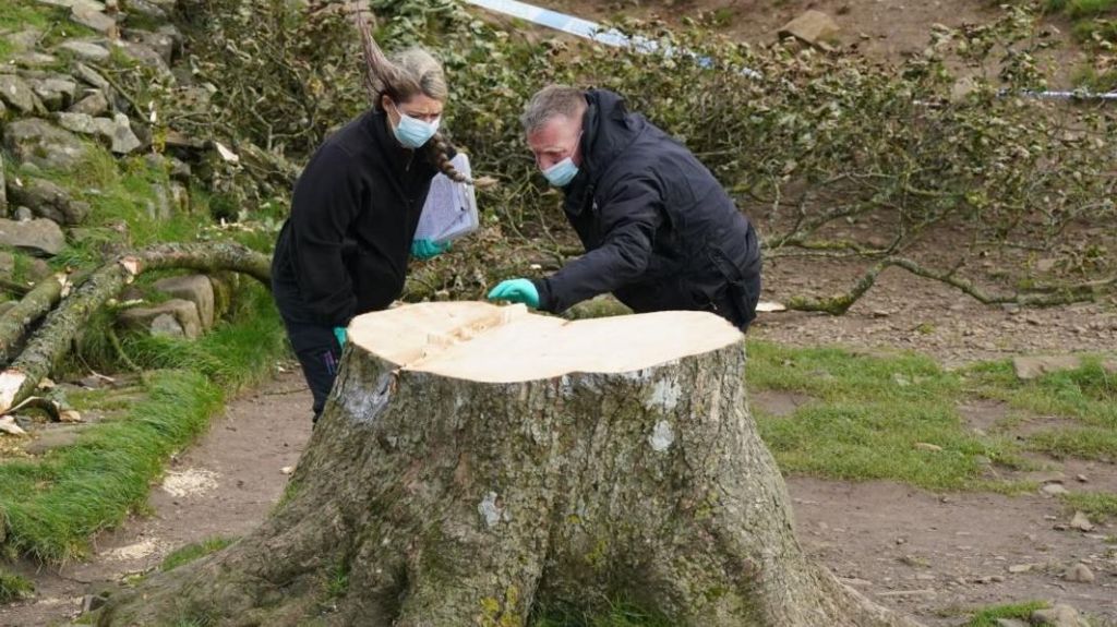 Forensic investigators at felled tree