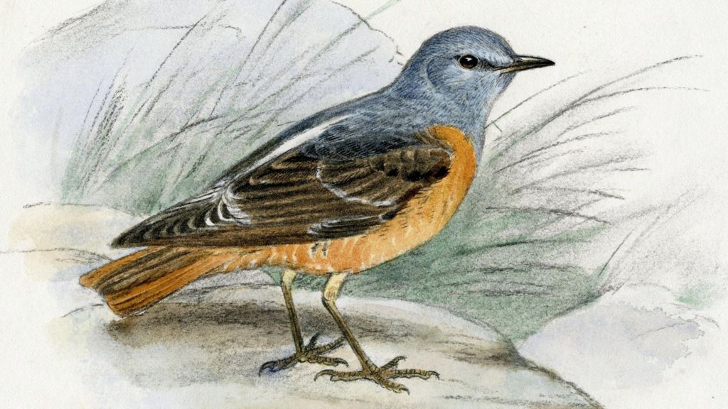A sketch of a blue and orange bird by Eric Gorton