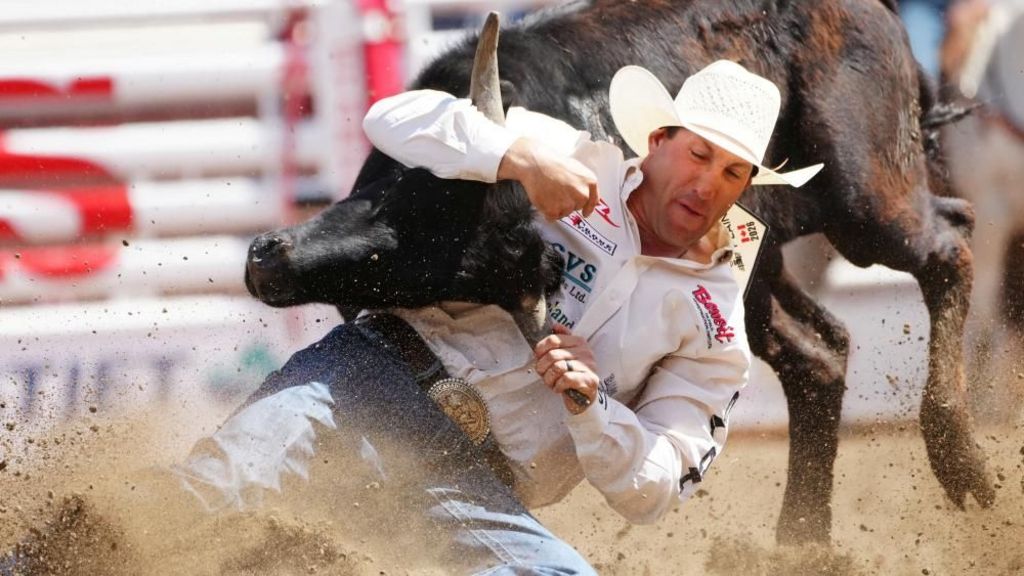 A man in a white cowboy hat, white shirt, jeans and belt with a big gold buckle holds a brown bucking steer by the horns