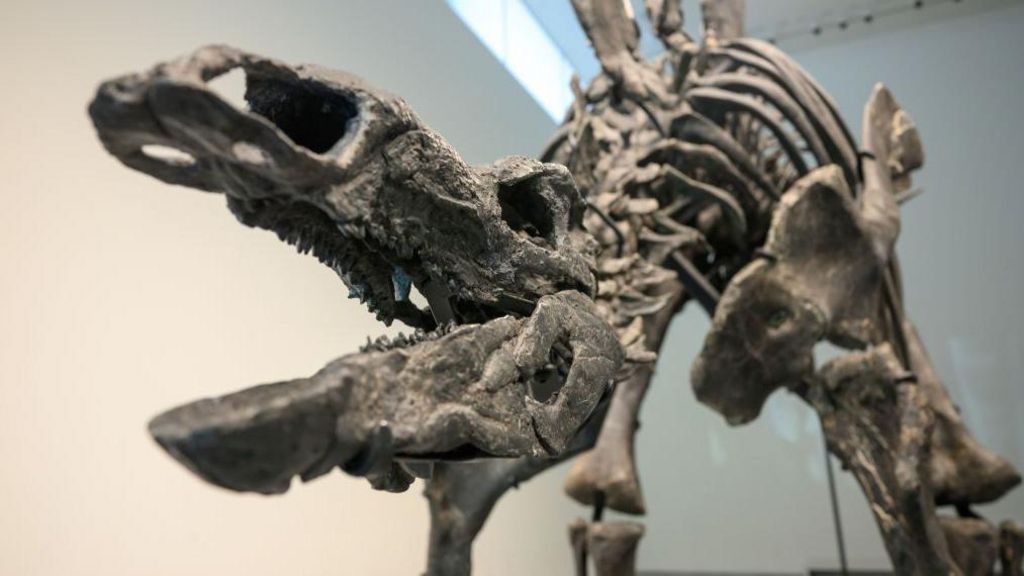 World's Most Expensive Dinosaur: Apex The Stegosaurus - BBC Newsround