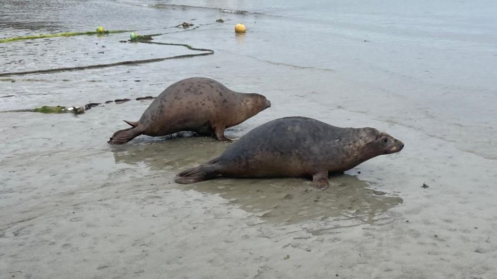 Seals released in Guernsey