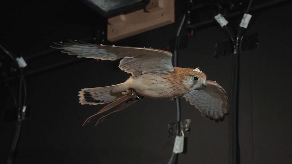 Screenshot from a film of the kestrel hovering with motion capture markers visible on the bird