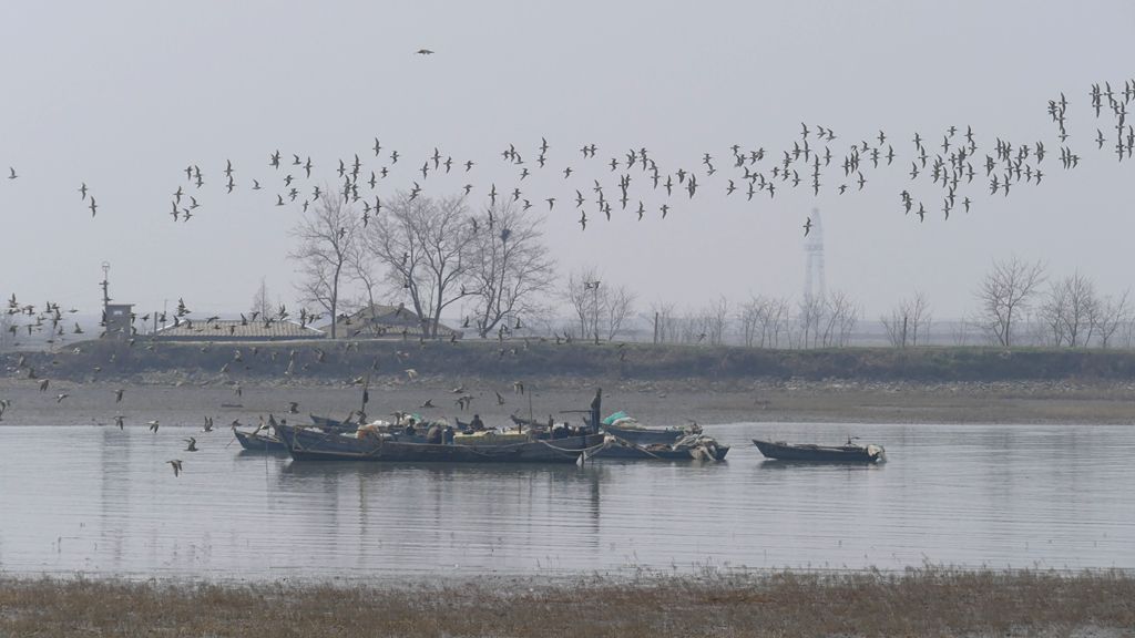 A flock of two species of Curlew - the Eurasian curlew and the endangered Eastern Curlew - in North Korea