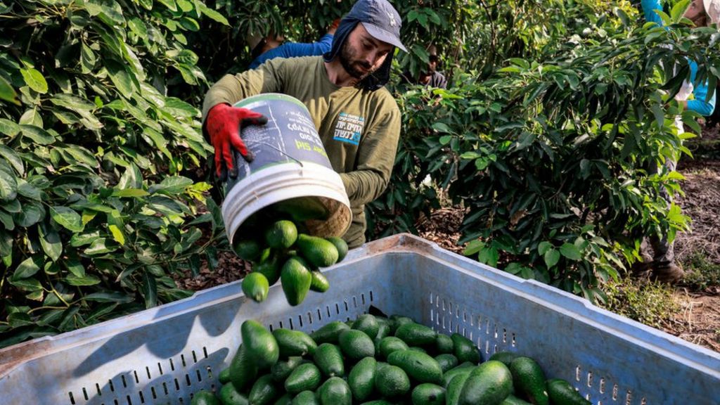 An Israeli avocado picker
