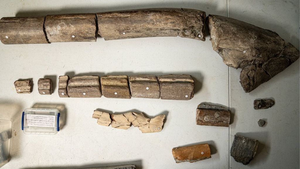 The newly-discovered jawbone fossils (at the top) dwarf the same bones from orca-sized animals (at the bottom)