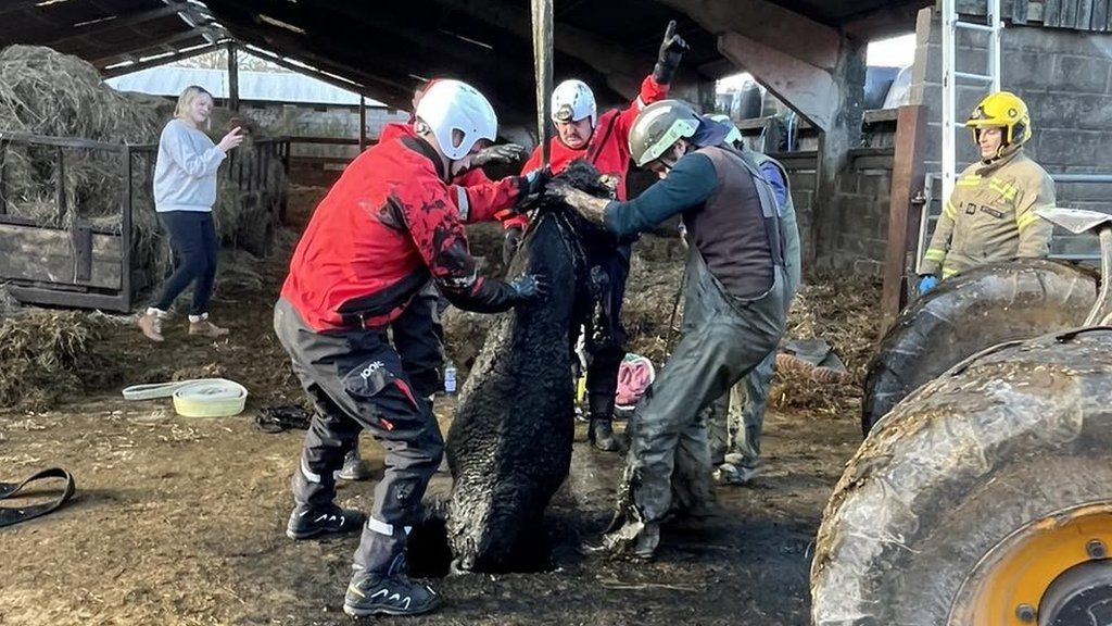 Firefighters lifting a filthy cow out of a hole in the ground using a hoist