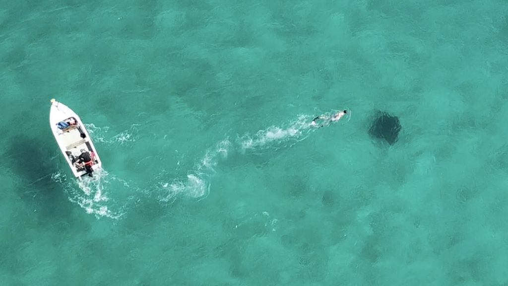 Drone shot of a shark