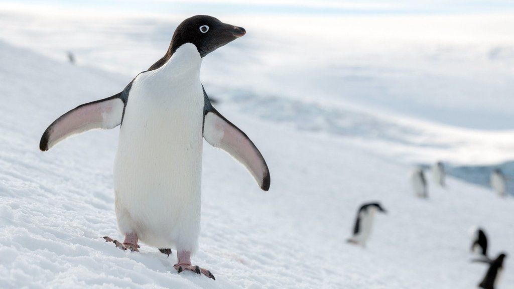 One of the largest Adelie penguin colonies in Antarctica situated in Hope Bay on Trinity Peninsula