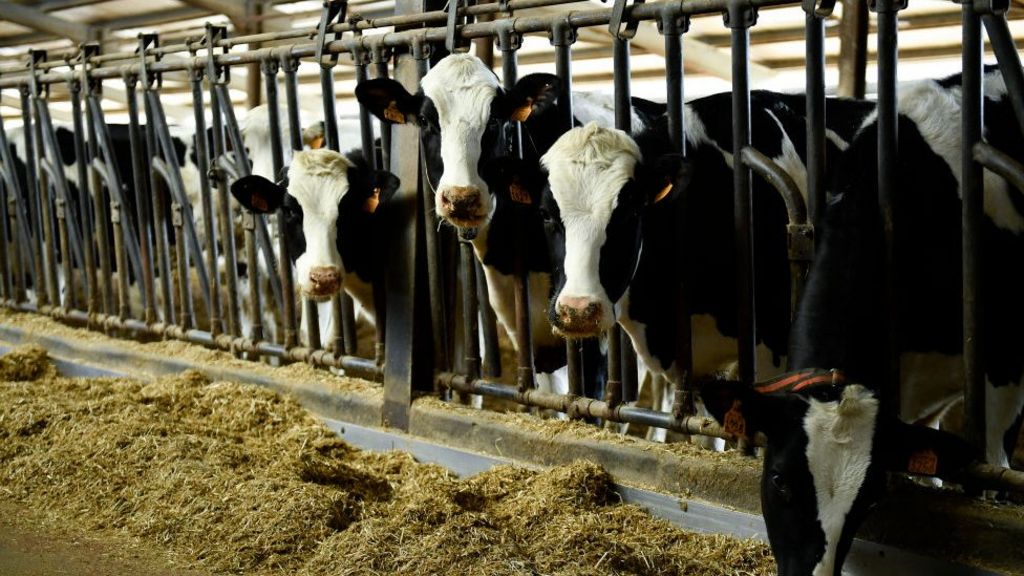 Dairy cattle