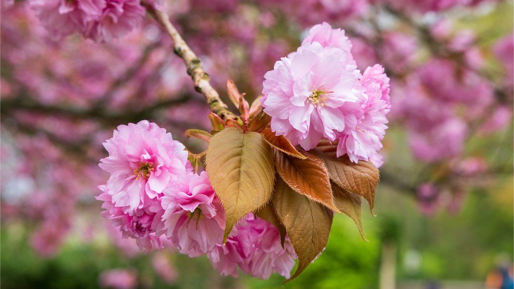 Cherry blossom in full bloom in Swindon's Old Town Gardens