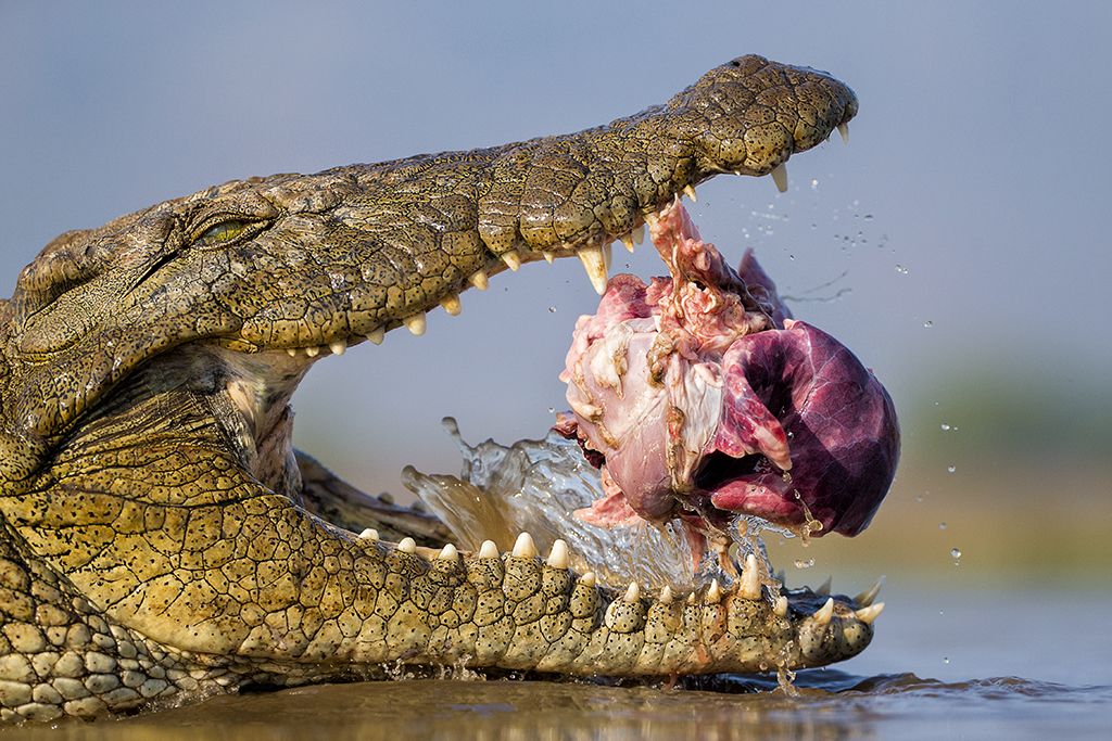 Opportunistic croc by Bence Mate, Hungary