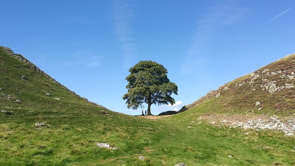 Sycamore Gap tree - general pic