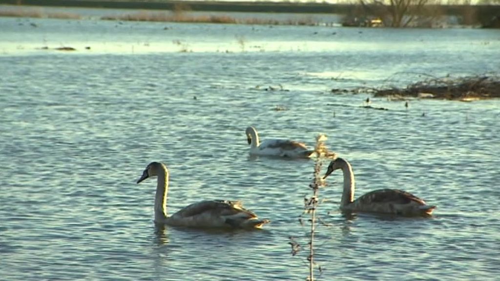 Swans on flood Welney Washes