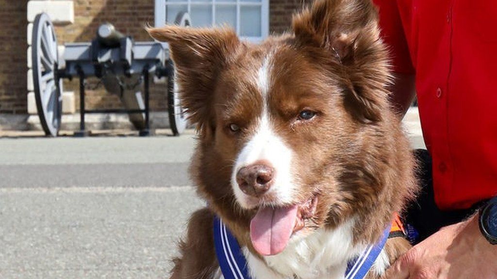Brown and white border collie dog wearing a medal