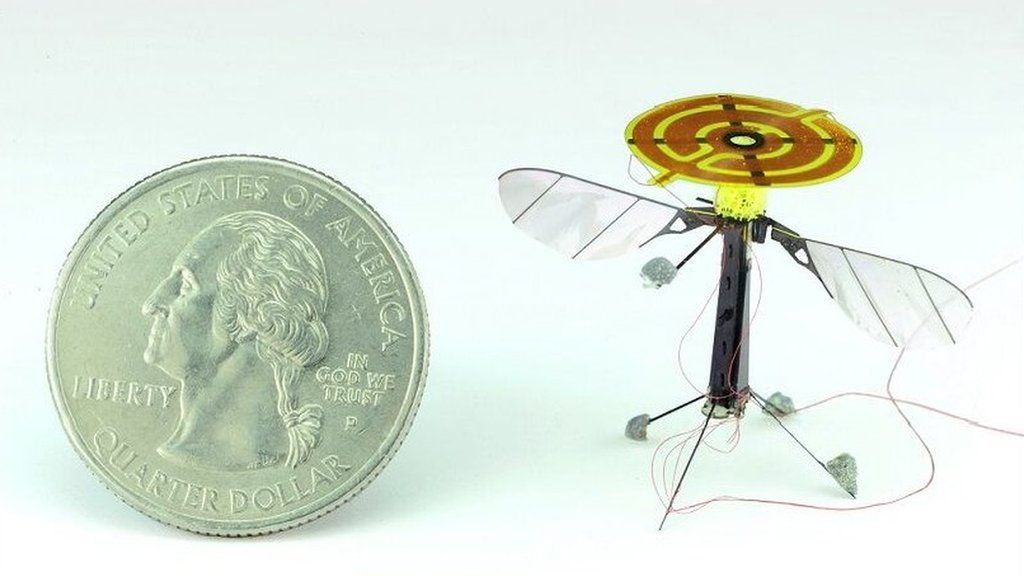 Winged insect (c) AAAS