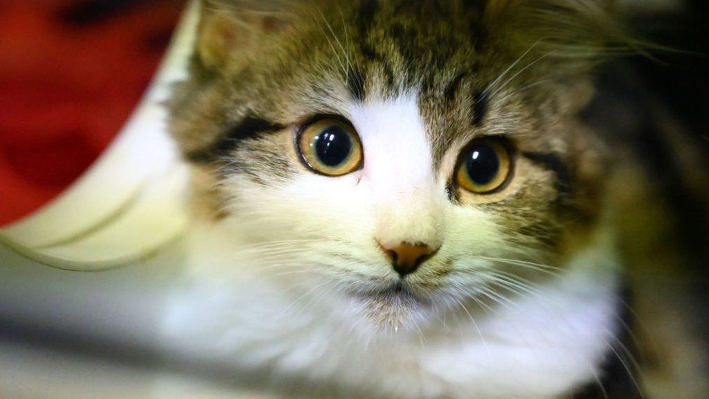 A cat waiting to be adopted looks out of its cage at the Royal Society for the Prevention of Cruelty to Animals (RSPCA)