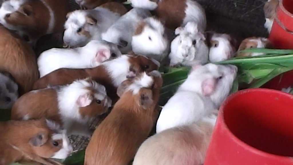 Inside a guinea pig farm - BBC News