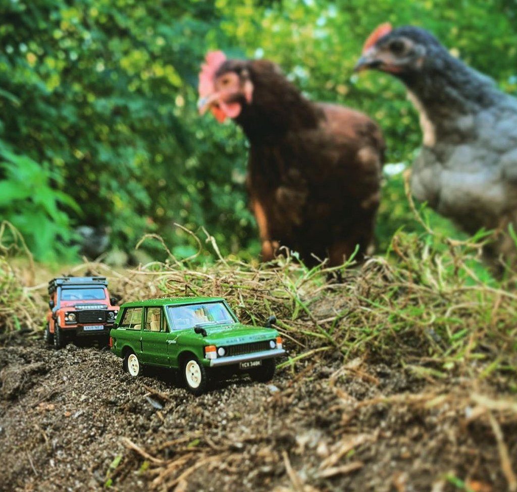 Model red and green Land Rovers watched by chickens