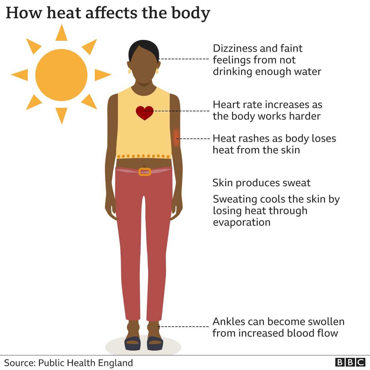 ¿Cómo afecta el calor al cuerpo? Mareos y sensación de desmayo por falta de agua; aumenta el ritmo cardíaco; la piel produce sudor; la sudoración enfría la piel al perder calor por evaporación; los tobillos pueden hincharse por el aumento del flujo sanguíneo