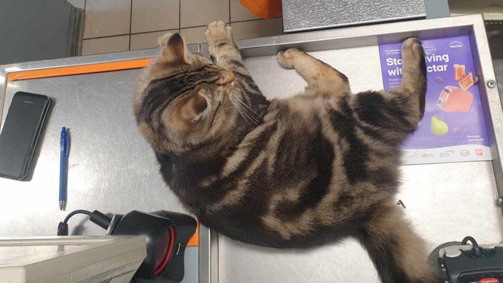 Willow the cat on the counter at the checkout