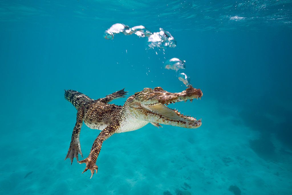 Saltwater crocodile in Queensland