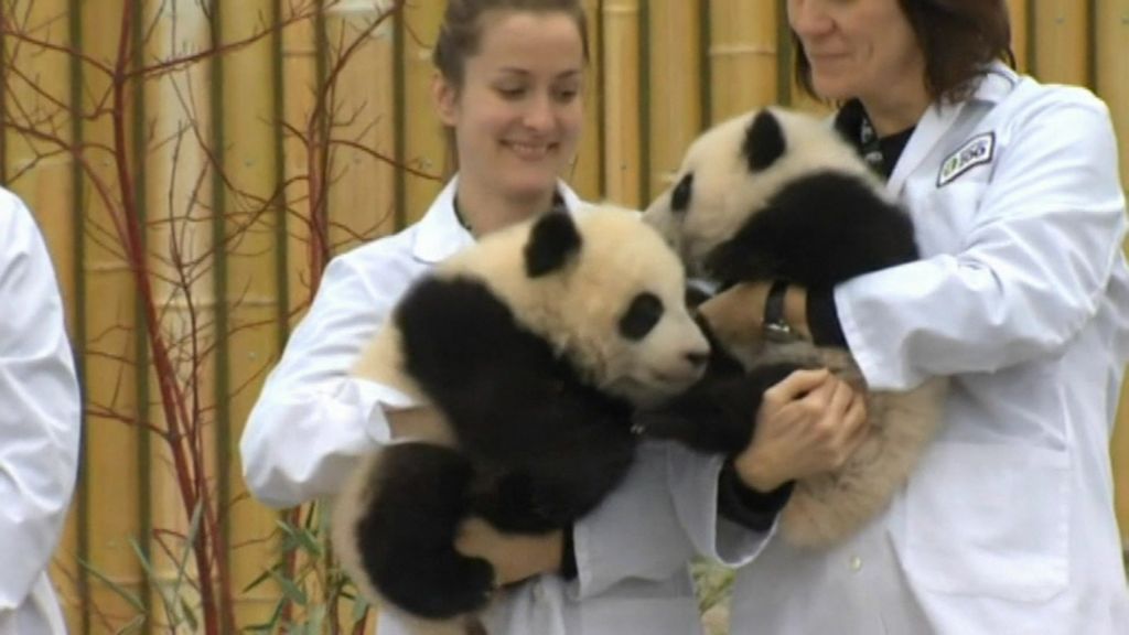 Panda cubs born in Toronto Zoo in Canada have been named - BBC Newsround