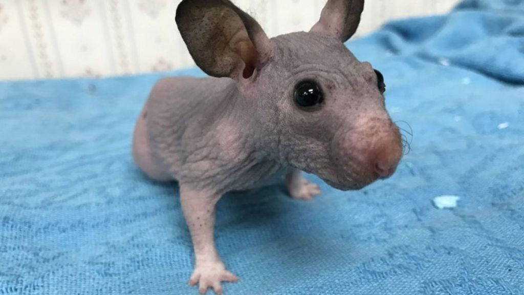 Hairless hamster gets new sweater as 