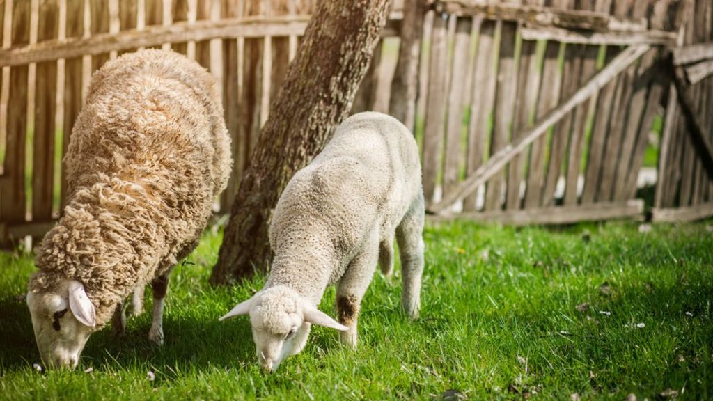 Ewes in news