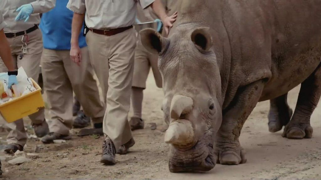 The Last Animals - fighting to save animals from extinction