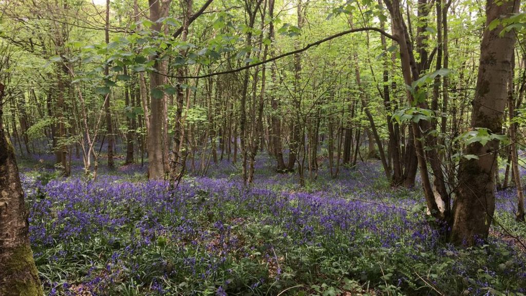 'Dogging' and drug abuse close Uffmoor Wood
