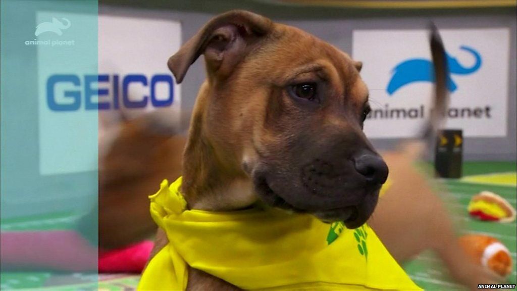 Puppy bowl start time hot sale 2019