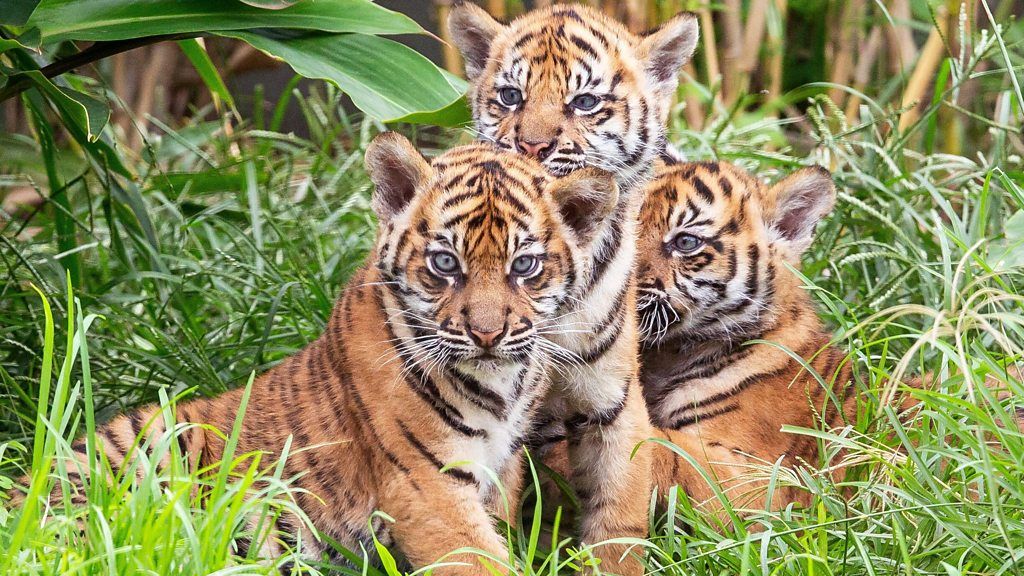 Three tiger cubs at Sydney Zoo