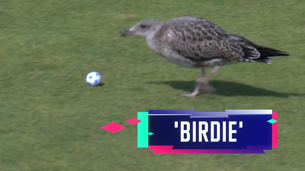 Women's Open: Madelene Sagstrom's tee shot is picked up by a bird on the fairway